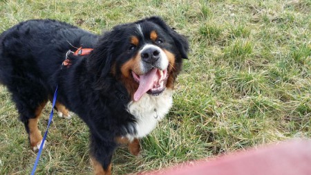 Deze leuke kerel van 4 jaar oud hebben we in februari herplaatst in een toffe familie waar hij samen met een andere berner de tijd van zijn leven beleeft hij had een beetje overgewicht maar daar is door het spelen al een deel aan verholpen 